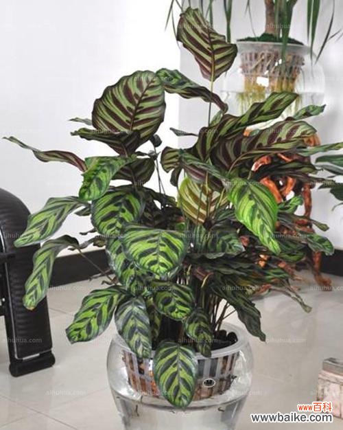 孔雀竹芋开花的奇观与象征意义 孔雀竹芋的花朵