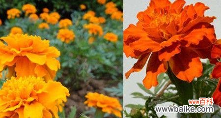 孔雀草花语与生命之美 孔雀草的花语与寓意