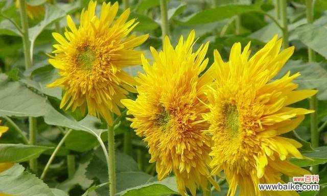 揭示葵花的文化内涵和象征象意 葵花的寓意及象征意义