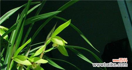 传递永恒美丽的兰花之花语 兰花的花语与象征