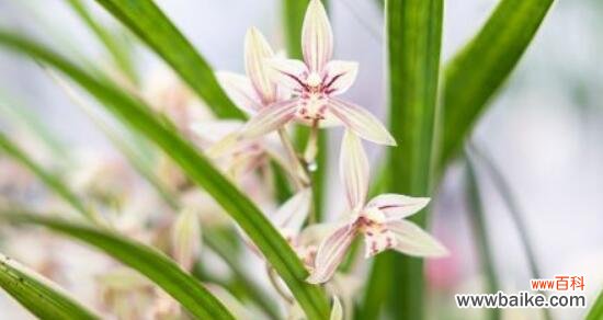 传递永恒美丽的兰花之花语 兰花的花语与象征