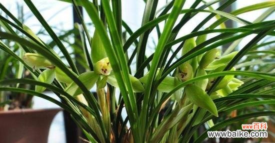 传递永恒美丽的兰花之花语 兰花的花语与象征