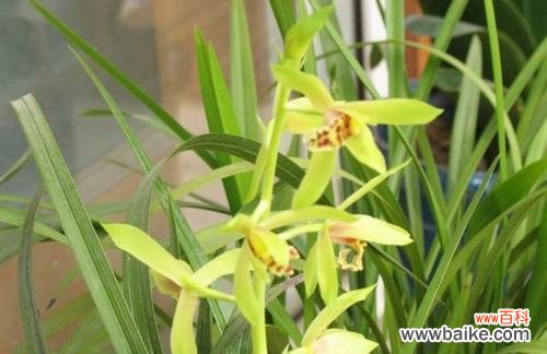 探寻兰花草的开花奥秘与象征意义 兰花草的开花时间与寓意