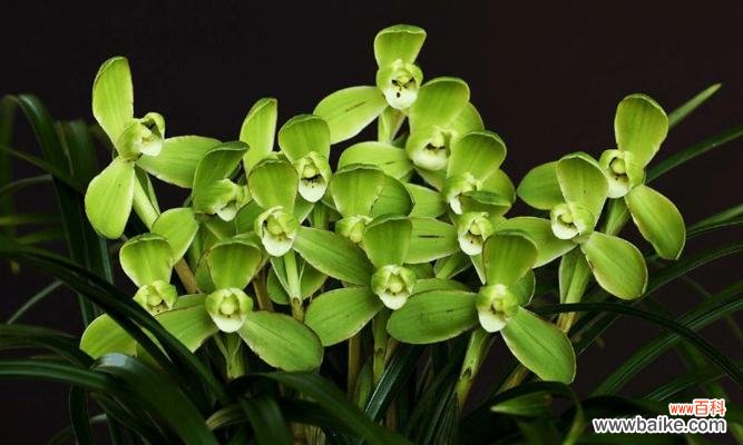 探寻兰花草的开花奥秘与象征意义 兰花草的开花时间与寓意