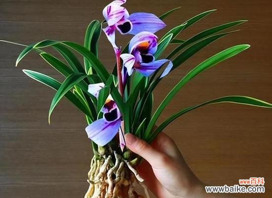 探寻兰花草的开花奥秘与象征意义 兰花草的开花时间与寓意