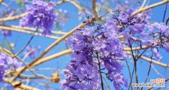 探寻蓝花楹的神秘符号和象征意义 蓝花楹的花语与寓意