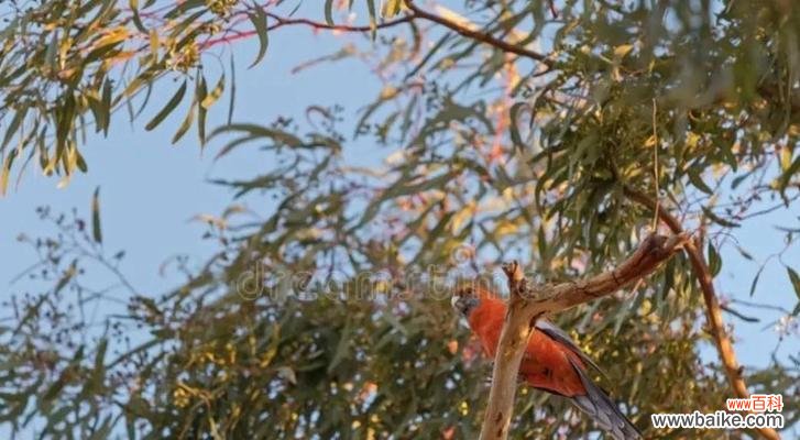 探秘以蓝桉花的含义与美丽 以蓝桉的花语及开花特点