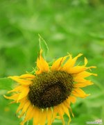 探寻葵花之美与哲思 葵花的象征意义与寓意