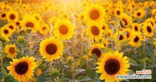 探寻葵花之美与哲思 葵花的象征意义与寓意