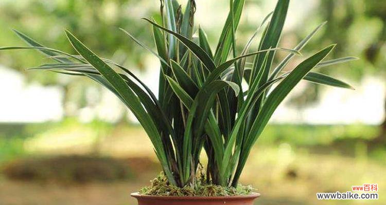 探寻兰花草所蕴含的深意 兰花草的象征意义与意思