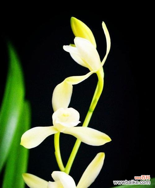 探寻兰花草所蕴含的深意 兰花草的象征意义与意思