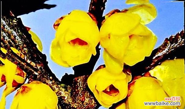 腊梅花花语及代表意义解析 腊梅花