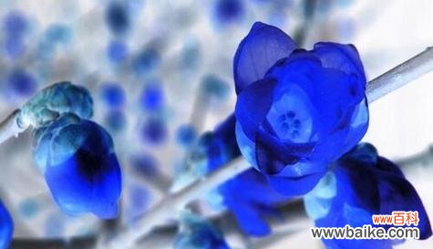 解读腊梅的独特象征意义 腊梅的寓意与象征风水