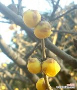 解读腊梅的独特象征意义 腊梅的寓意与象征风水