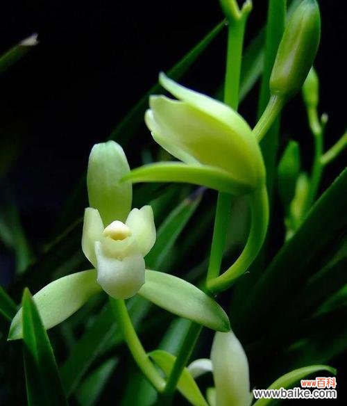 揭示兰花的象征意义 兰花的寓意与象征风水