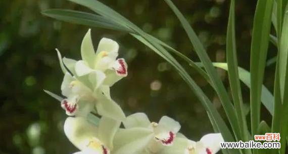 揭示兰花的象征意义 兰花的寓意与象征风水