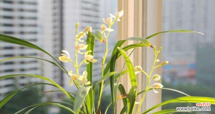 揭秘兰花的深刻内涵与美丽寓意 兰花的花语和寓意