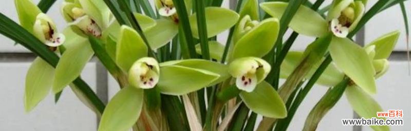 揭秘兰花给家庭带来的好运气 兰花的风水寓意与摆放位置