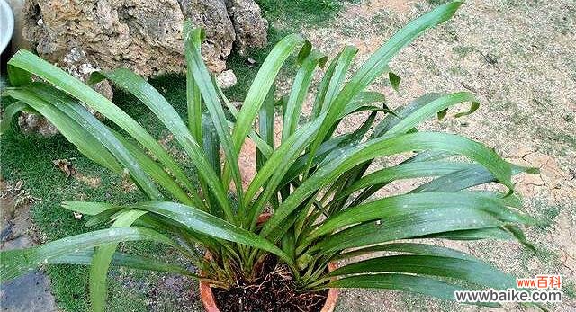 揭秘兰花给家庭带来的好运气 兰花的风水寓意与摆放位置