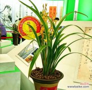 兰花之美与人格修养的对比 用兰花寓意高尚品质