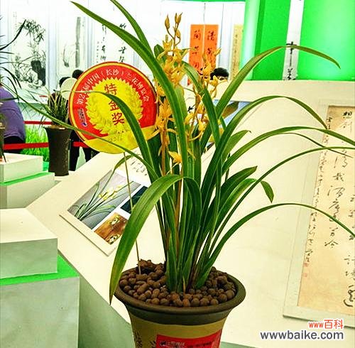 兰花之美与人格修养的对比 用兰花寓意高尚品质