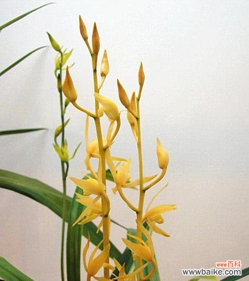 兰花之美与人格修养的对比 用兰花寓意高尚品质