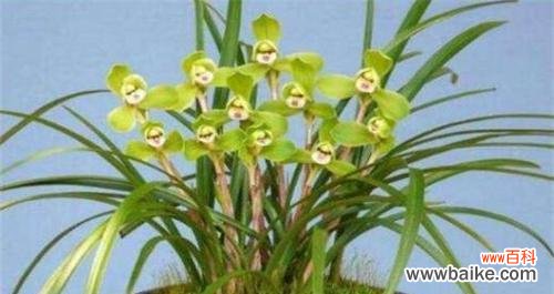 揭秘兰花开花的象征意义 兰花的盛开预示着什么