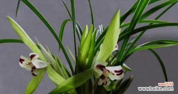 揭秘兰花开花的象征意义 兰花的盛开预示着什么