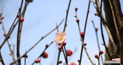 探寻梅花在文化中的象征意义 梅花与人的象征