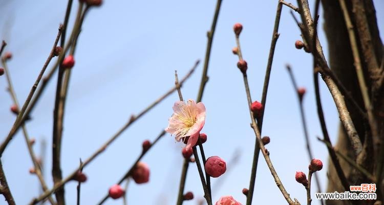 探寻梅花在文化中的象征意义 梅花与人的象征