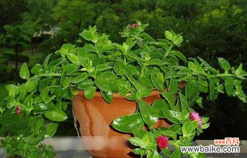 解读吊兰的美丽与神秘 探寻牡丹吊兰的花语与代表意义