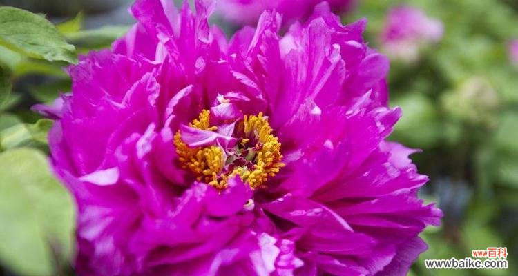 华美 以牡丹代表的人