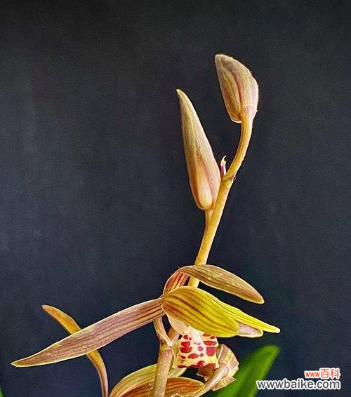 品味高贵 墨兰花语之优雅与坚韧