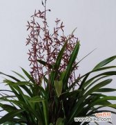 品味高贵 墨兰花语之优雅与坚韧