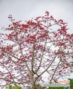 探索棉花的意义与象征 探寻棉花的花语之美