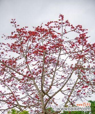 探索棉花的意义与象征 探寻棉花的花语之美