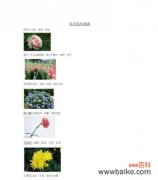 深入探索米兰花语的含义与魅力 米兰花语