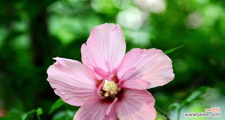 木槿花 木槿花的意义与象征