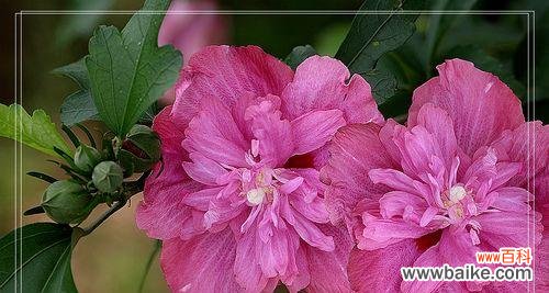 木槿花 木槿花的意义与象征