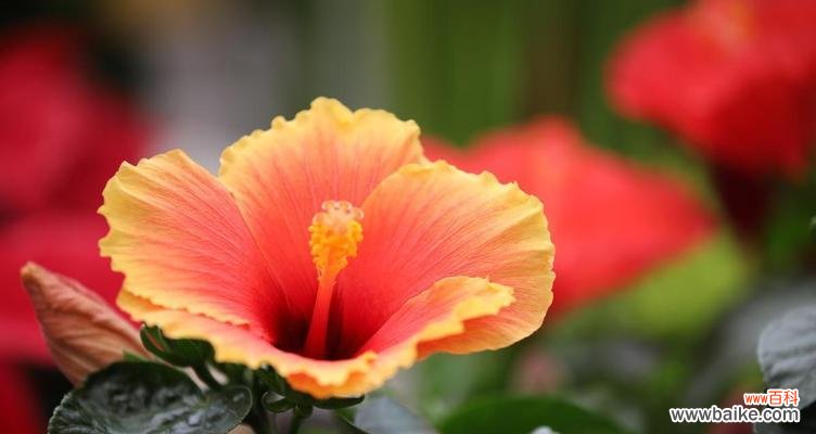 木槿花 木槿花的意义与象征