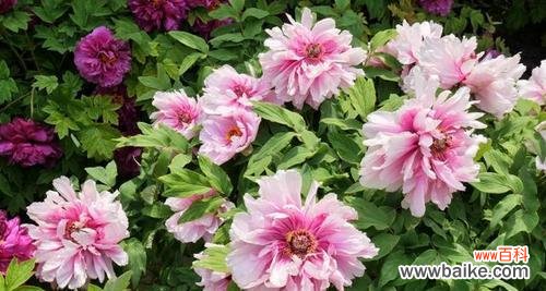 牡丹花语与开花时间解析 牡丹盛开,花开花落,寓意与花语探讨