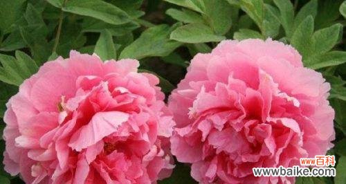 牡丹花语与开花时间解析 牡丹盛开,花开花落,寓意与花语探讨