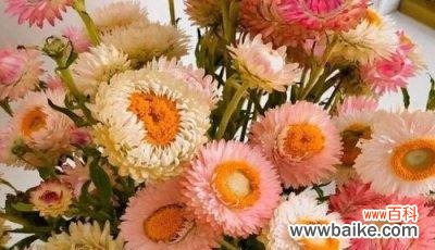 以牡丹菊的花语和寓意为主题探索其独特之美 牡丹菊