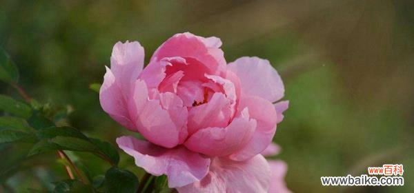 以牡丹菊的花语和寓意为主题探索其独特之美 牡丹菊