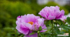 探寻牡丹花作为象征的多重含义 牡丹花