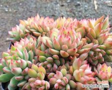 女雏开花 女雏会开花吗