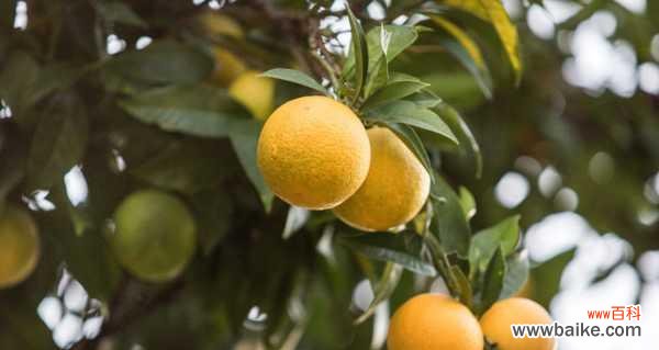 酸苦之味耐心与坚强 柠檬的象征意义与启示