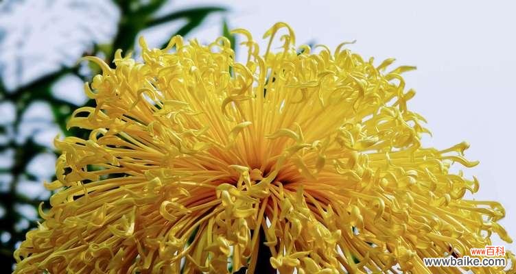 南通市花菊花的历史渊源与文化价值 南通市花菊花的象征与意义