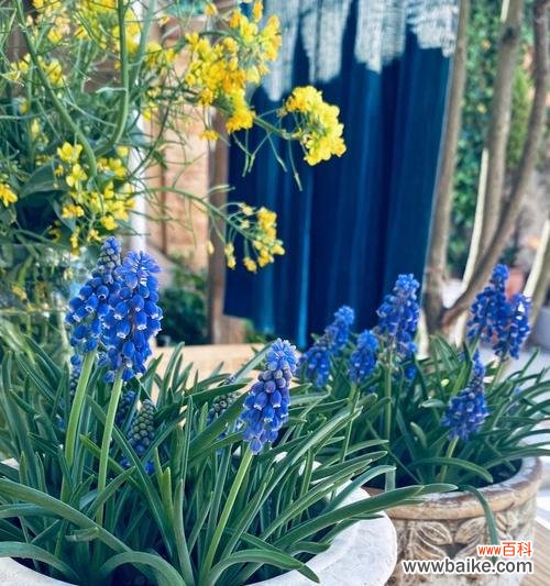 葡萄花语与寓意解读 葡萄之花