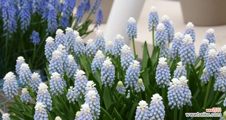 葡萄花语与寓意解读 葡萄之花